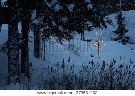 This Illuminated Tree Stands Out Brightly Against The Dark Blue Tones Of Early Morning Light In This