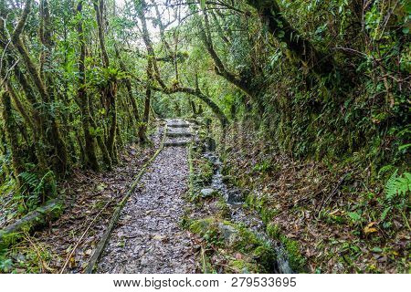 Trekking Trail In National Park Podocarpus In Southern Ecuador