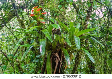 Bromeliad In National Park Podocarpus In Southern Ecuador