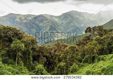 Cloud Forest In National Park Podocarpus In Southern Ecuador