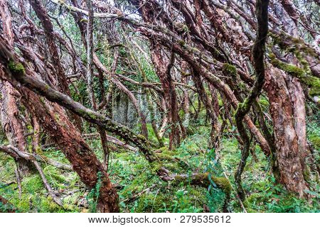 Forest Of Polylepis Trees In National Park Cajas, Ecuador