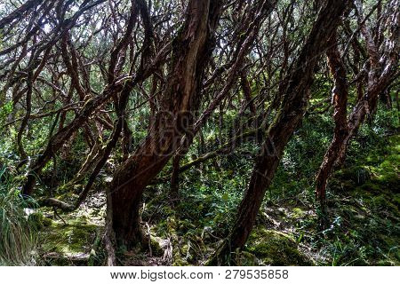 Forest Of Polylepis Trees In National Park Cajas, Ecuador