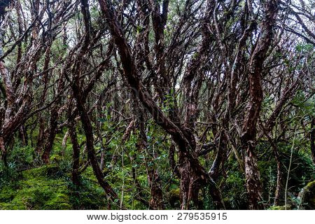 Forest Of Polylepis Trees In National Park Cajas, Ecuador