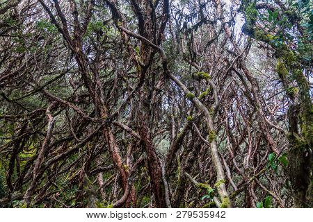 Forest Of Polylepis Trees In National Park Cajas, Ecuador