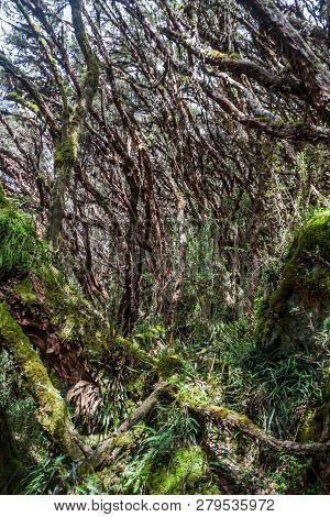 Forest Of Polylepis Trees In National Park Cajas, Ecuador