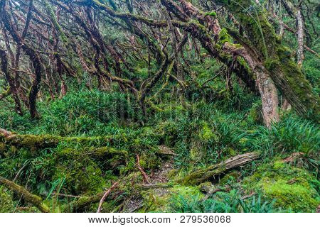 Forest Of Polylepis Trees In National Park Cajas, Ecuador