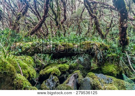 Forest Of Polylepis Trees In National Park Cajas, Ecuador
