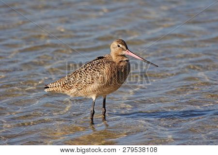Marbled Godwit, Limosa Fedoa, On The Shallows Of Fort De Soto State Park, Florida.