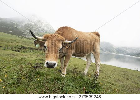 Cow Grazing In A Mountainous Asturian Landscape With Lake Behind