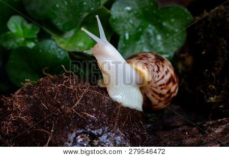 The Snail Crawls On Kakos To The Finger Of The Child. Communication Of The Child And Animals.