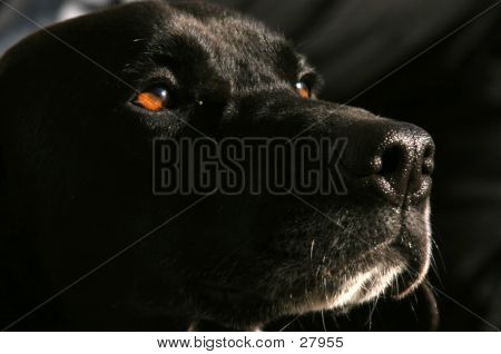 Ojos de confianza