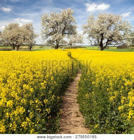 Rapeseed, Canola Or Colza Field With Parhway And Alley Of Flowering Cherry Trees - Brassica Napus - 
