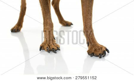 Close-up Legs And Paws Dog With Ostheoarthritis. Isolated Shot Against White Background.