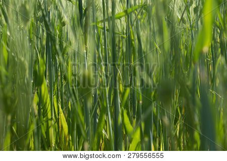 High Growths Of Cereals In Late Spring.