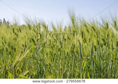 Field Of Durum Wheat In The Late Spring In The Middle Of The Day In Clear Weather.