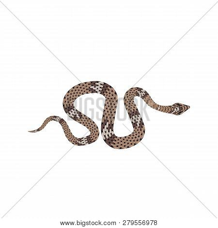 Brown Python Vector Illustration. Isolated Tropical Snake On White Background.