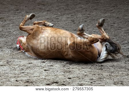 Saddle Horse Lay On Back And Having Fun To Roll In Sand In An Empty Riding Hall. Young Stallion Bath