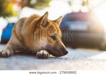 Young Puppy Of Japanese Dog Breed Enjoys Outdoor Recreation In Rays Of The Sun, Portrait Shiba Inu C