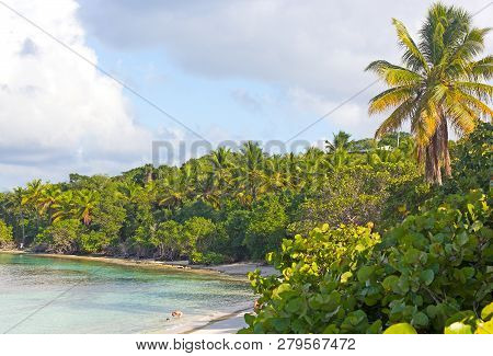 A Small Sandy Beach With Tropical Plants On St Thomas Island, Usvi. Sibling Play In Shallow Water An