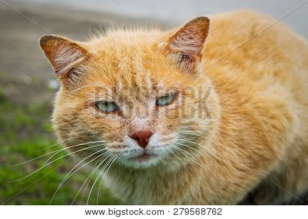 Red Cat Portrait Portrait Of A Happy Red Cat Cllose-up