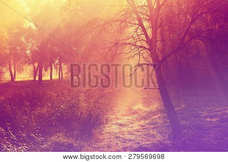 Morning Sunrays In Magical Autumn Forest Scene