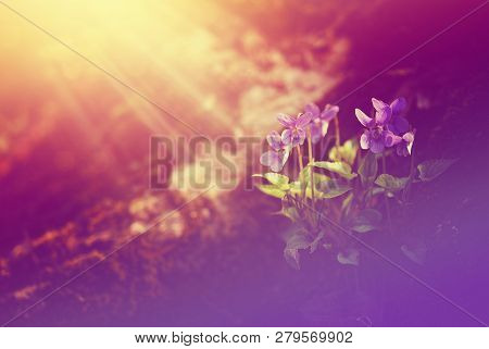 Close Up Photo Of A Wildflowers With Pastel Color