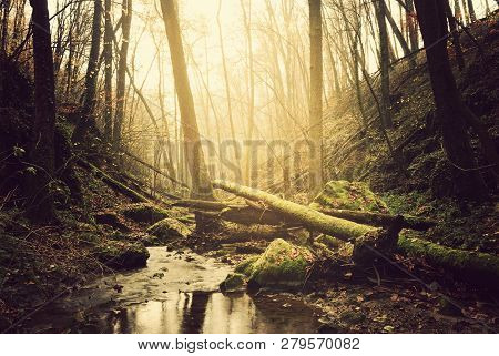 Flowing Stream In Sunny Autumn Forest Scene