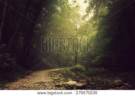 Photo Of A Footpath In The Summer Forest