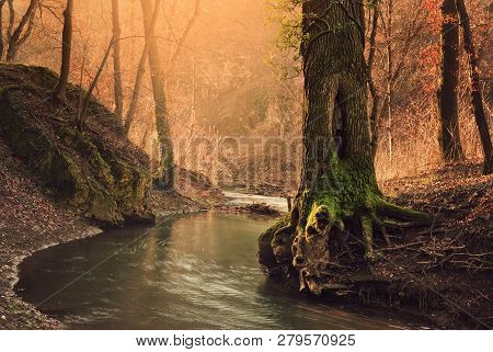 Big Tree On Flowing Stream Shore In Autumn Forest