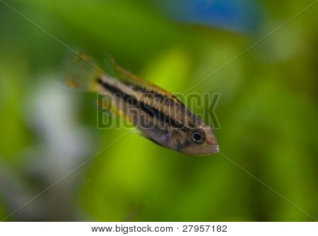 Apistogramma Cacatuoides