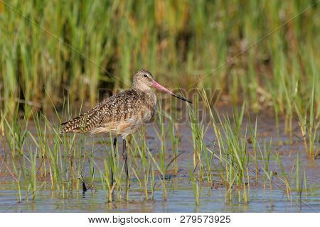 Marbled Godwit, Limosa Fedoa, Wading Amidst The Grasses Of A Tidal Marsh In Fort De Soto State Park,