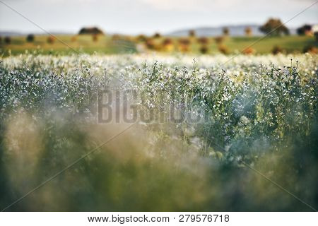 Field Planting At Sunset. White And Lila Purple Flowers In The Front, Detail With Bokeeh