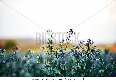 Field Planting At Sunset. White And Lila Purple Flowers In The Front, Detail With Bokeeh