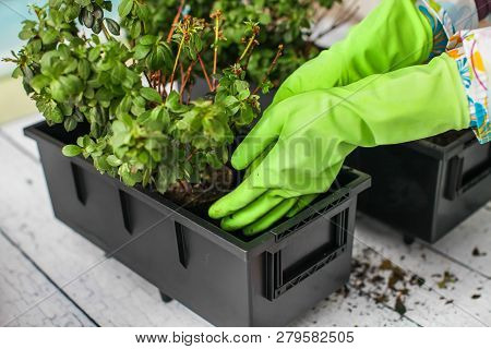 Woman's Hands In Green Rubber Gloves Transplanting Plant Into New Pot. Home Gardening Relocating Hou