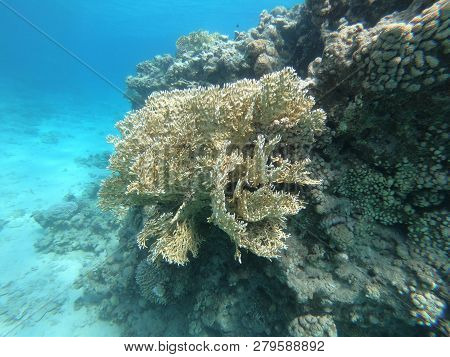 Net Fire Coral On Coral Reef In Red Sea Off Eilat, Israel