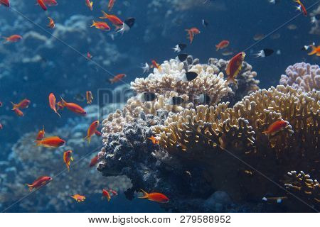 Shoal Of Lyretail Anthias, Half-and-half Chromis, And Arabian Chromis Over Net Fire Coral On Coral R