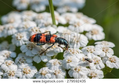 Colorful Checkered Beetle (trichodes Apiarius, Cleridae) Sitting On A White Flower