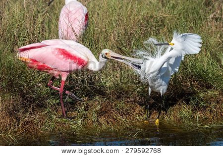 A Rosate Spoonbill And Asnowy Egret Fight At A Watering Hole In Canaveral National Seashore.