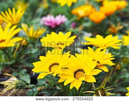 Colorful Treasureflower (gazania) At Flowerbed In The Garden.
