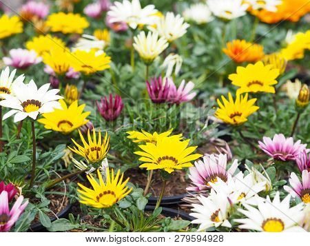 Colorful Treasureflower (gazania) At Flowerbed In The Garden.