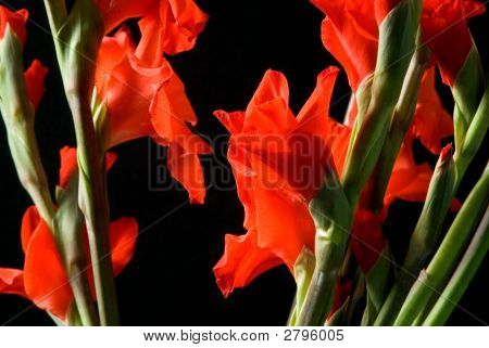 Gladiolas 7