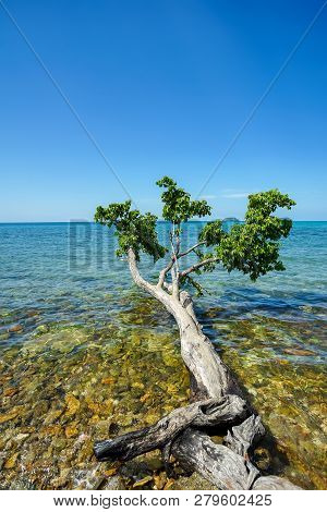 Amazing Tree Lay Down Into The Sea In Koh Chang, Trad Province, Thailand.