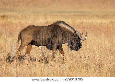 A black wildebeest (Connochaetes gnou) in open grassland, Mokala National Park, South Africa