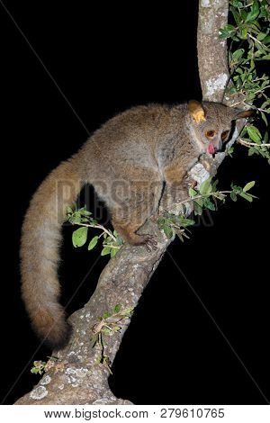 Nocturnal greater galago or bushbaby (Otolemur crassicaudatus) in a tree, South Africa