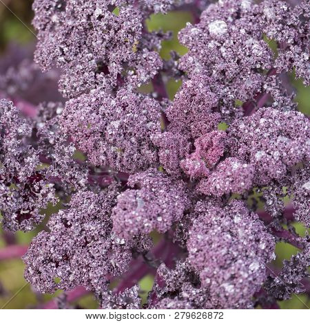 Closeup Of Purple Borecole With Frost In Vegetable Garden