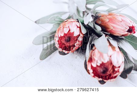 Protea flowers bunch. Blooming Pink King Protea Plant over grey background. Extreme closeup. Holiday gift, bouquet, buds. One Beautiful fashion flower macro shot. Valentine's Day gift