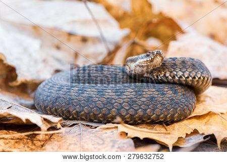 Grass Snake Natrix Natrix Close-up Europe,czech Republic