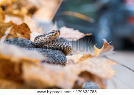 Grass Snake Natrix Natrix Close-up Europe,czech Republic