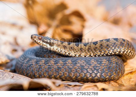 Grass Snake Natrix Natrix Close-up Europe,czech Republic