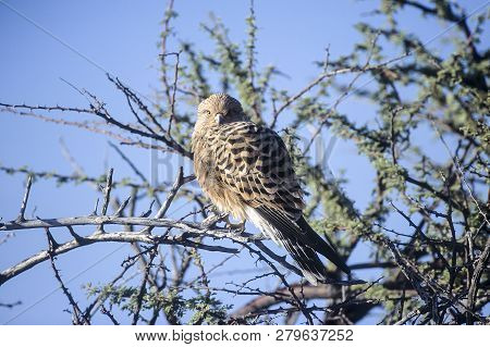 Greater Kestrel, (falco Rupicoloides), Africa, Namibia, Oshikoto, Etosha National Park